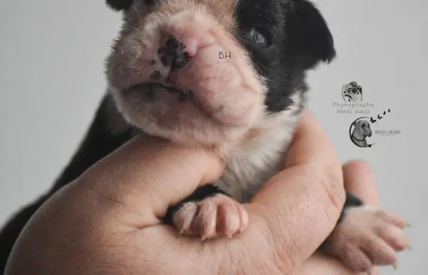 Piękne szczenięta bokser 1