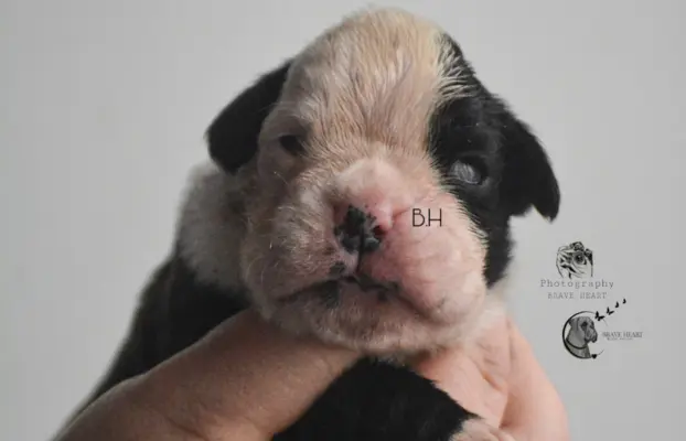 Piękne szczenięta bokser 2
