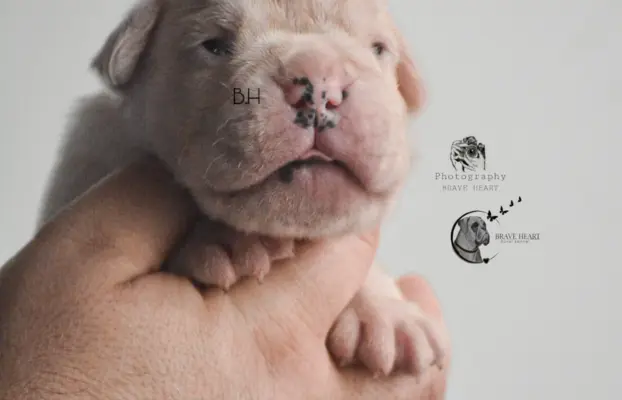 Piękne szczenięta bokser 3