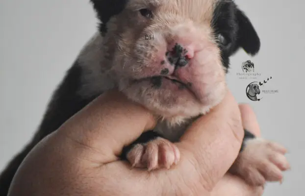 Piękne szczenięta bokser 4