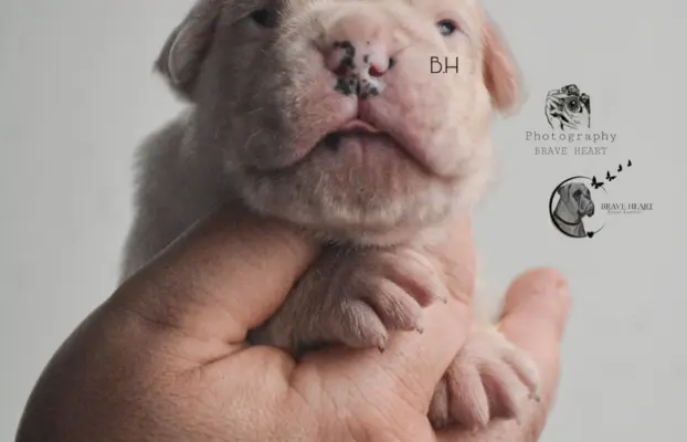 Piękne szczenięta bokser 5