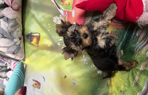 Yorkshire Terrier 2