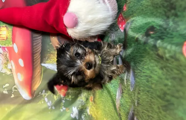 Yorkshire Terrier 3
