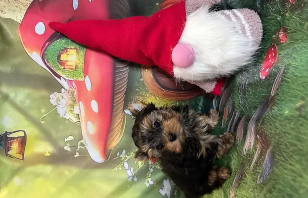 Yorkshire Terrier 4