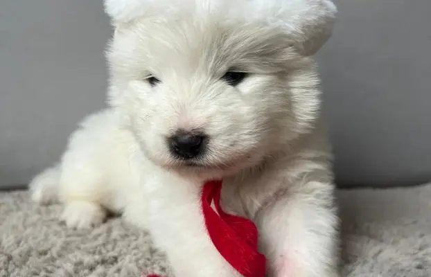 Szczeniaki Samoyed Epic Smile FCI 1