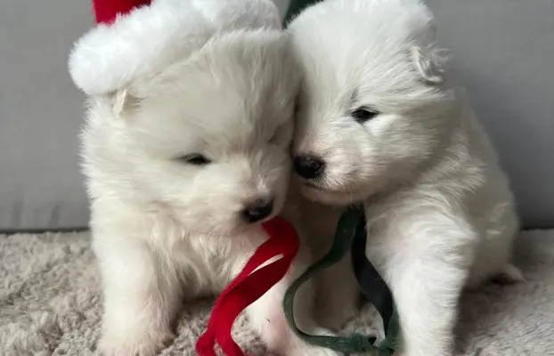 Szczeniaki Samoyed Epic Smile FCI 2