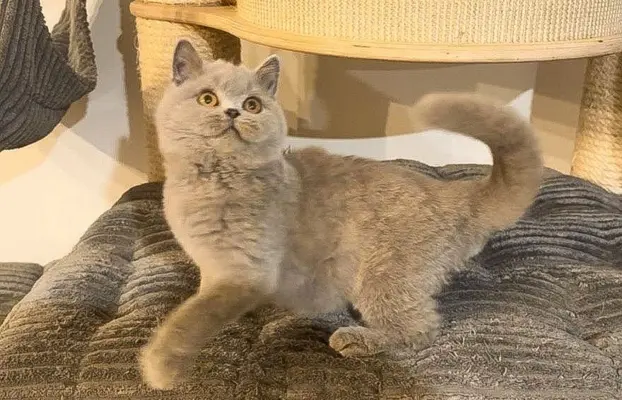 Przeuroczy kocurek Madiś szuka domku 😻 1