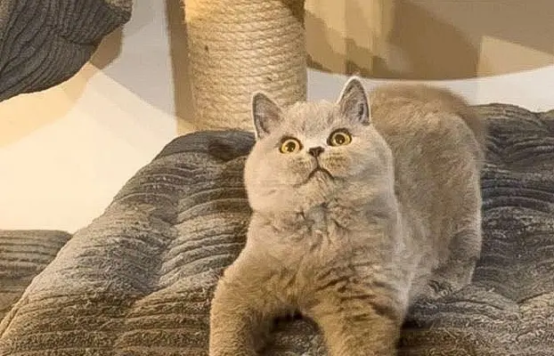 Przeuroczy kocurek Madiś szuka domku 😻 4