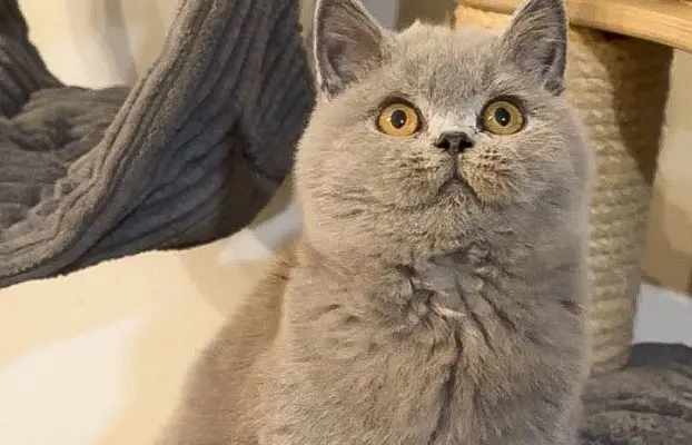 Przeuroczy kocurek Madiś szuka domku 😻 2