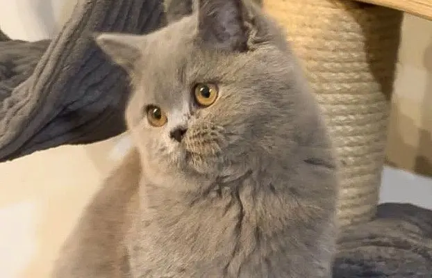 Przeuroczy kocurek Madiś szuka domku 😻 3