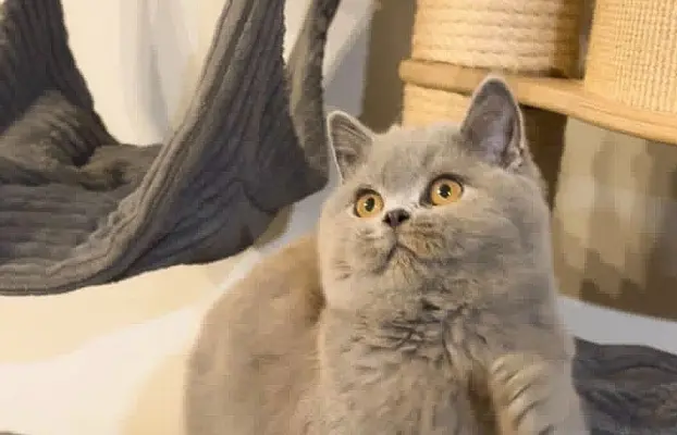 Przeuroczy kocurek Madiś szuka domku 😻 5