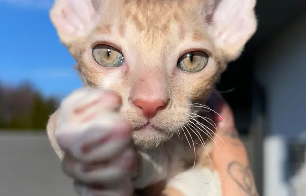 Luxusowe koty Cornish rex RUDY chłopczyk - wykatkowe oczy 1 1