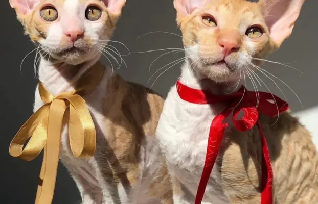 Luxusowe koty Cornish rex RUDY chłopczyk - wykatkowe oczy 1 4