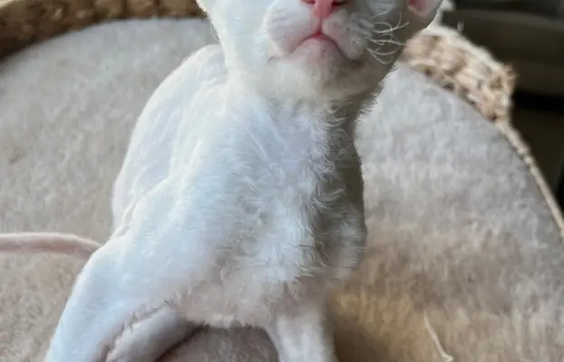 Cornish rex cudowny boy wyjątkowe oczy 2