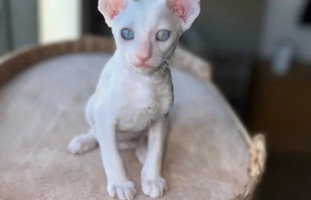 Cornish rex cudowny boy wyjątkowe oczy 3