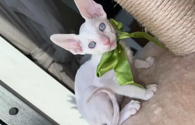 Cornish rex kocurek maleństwo  cudowne 1