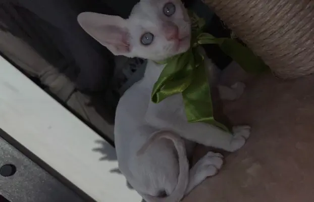 Cornish rex kocurek maleństwo  cudowne 5