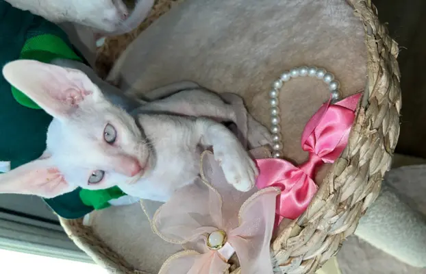 Cornish rex kocurek maleństwo  cudowne 6