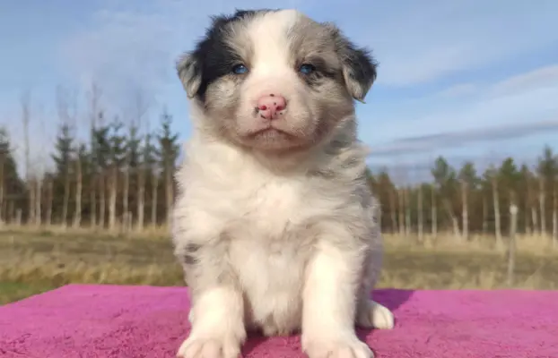 Szczenię BORDER COLLIE z Hodowli - Rasowy pies z pełną dok. 2