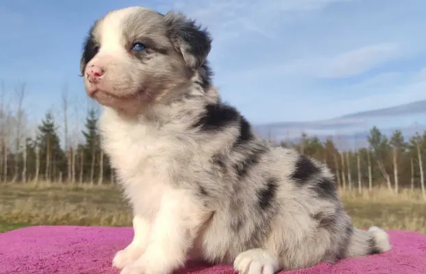 Szczenię BORDER COLLIE z Hodowli - Rasowy pies z pełną dok. 1
