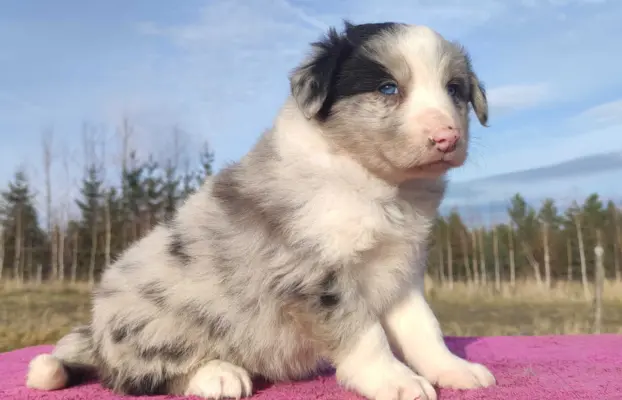 Szczenię BORDER COLLIE z Hodowli - Rasowy pies z pełną dok. 3