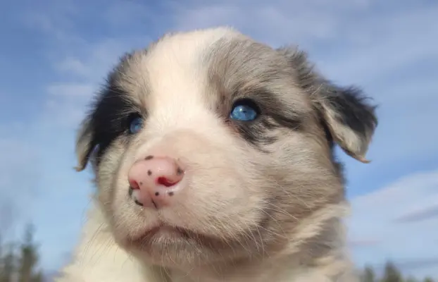 Szczenię BORDER COLLIE z Hodowli - Rasowy pies z pełną dok. 4