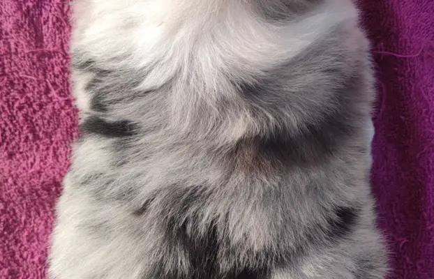 Szczenię BORDER COLLIE z Hodowli - Rasowy pies z pełną dok. 5