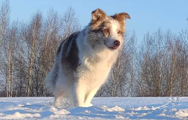 Szczenię BORDER COLLIE z Hodowli - Rasowy pies z pełną dok. 6
