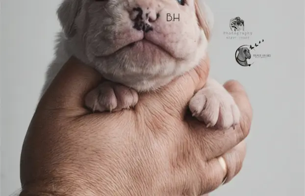 Piękne szczenięta bokser 4