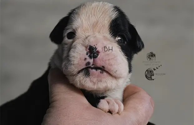 Piękne szczenięta bokser 1