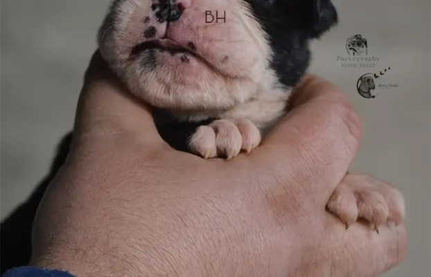 Piękne szczenięta bokser 3