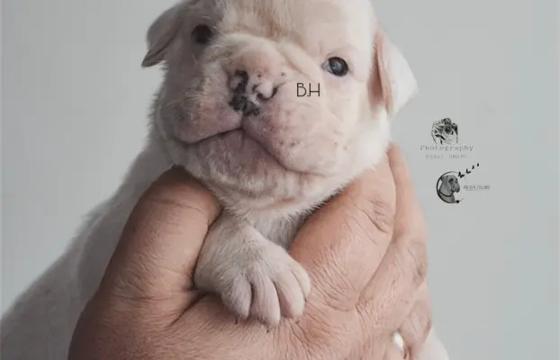 Piękne szczenięta bokser 5