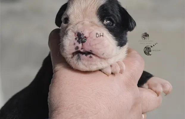 Piękne szczenięta bokser 2