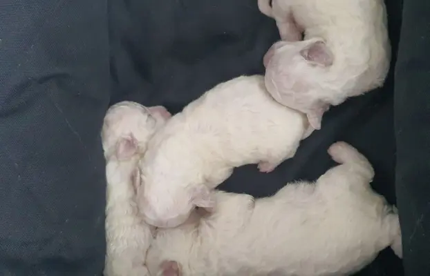 Szczenięta Bichon Frise 5