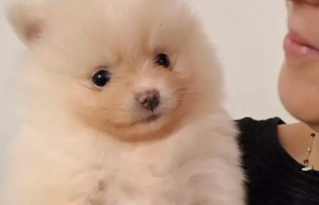 Pomeranian Szpic Miniaturowy 1