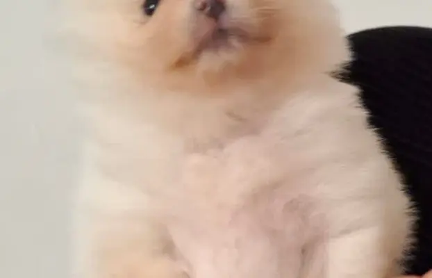 Pomeranian Szpic Miniaturowy 3