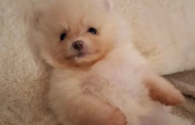 Pomeranian Szpic Miniaturowy 4