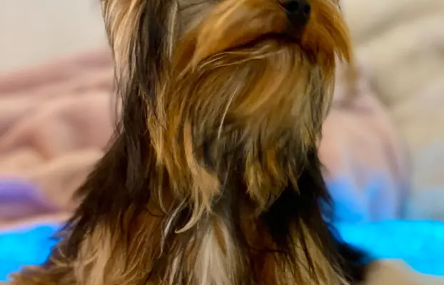 Piękny mini Yorkshire Terrier 4