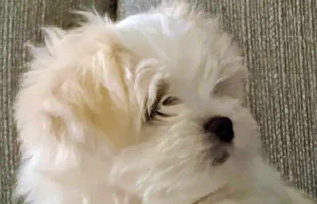 Maltanczyk szukają domu 3