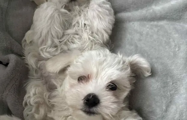 Szczeniak maltańczyk 2