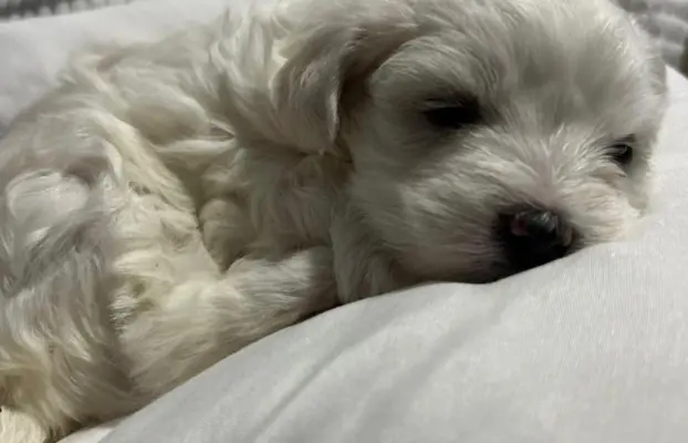 Szczeniak maltańczyk 3