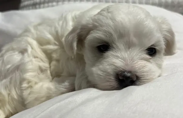 Szczeniak maltańczyk 4