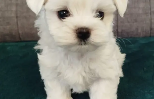 Szczeniak maltańczyk 1