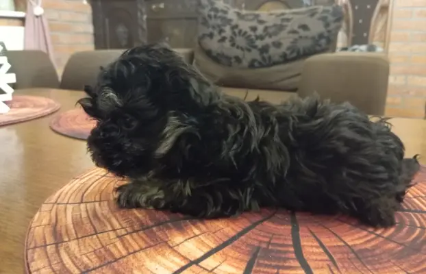 Oferuję do sprzedaży Sunię rasy Rosyjska Bolonka Kolorowa 3