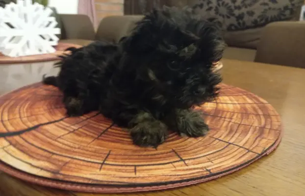 Oferuję do sprzedaży Sunię rasy Rosyjska Bolonka Kolorowa 4