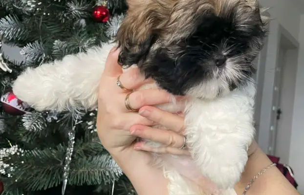 Shih Tzu, 10 tygodni 2