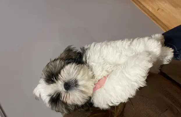 Shih Tzu, 10 tygodni 3