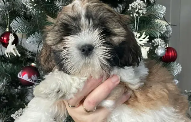 Shih Tzu, 10 tygodni 4
