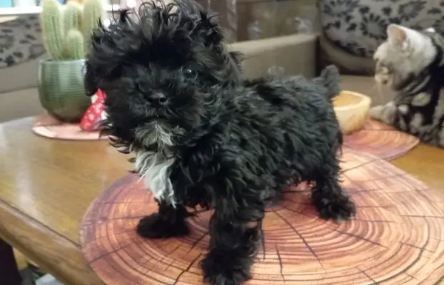 Sprzedam pieska rasy Rosyjska Bolonka Kolorowa o im. Karat 2