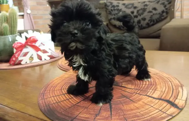 Sprzedam pieska rasy Rosyjska Bolonka Kolorowa o im. Karim 1